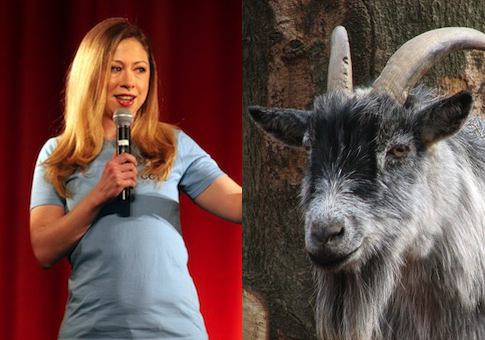 Chelsea Clinton, Goat / AP, Wikimedia Commons