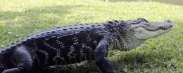 Alligator
