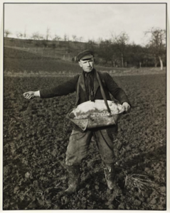 Farmer Sowing, 1952