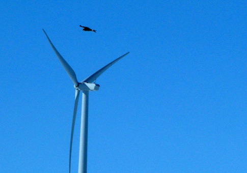 Golden eagle wind energy deaths