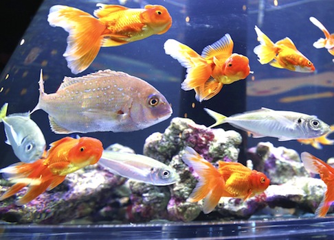 fish swimming